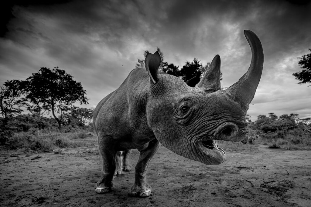 Gomo, un rhinocéros noir mâle, émet un grondement puissant au coeur de la réserve d'Imire