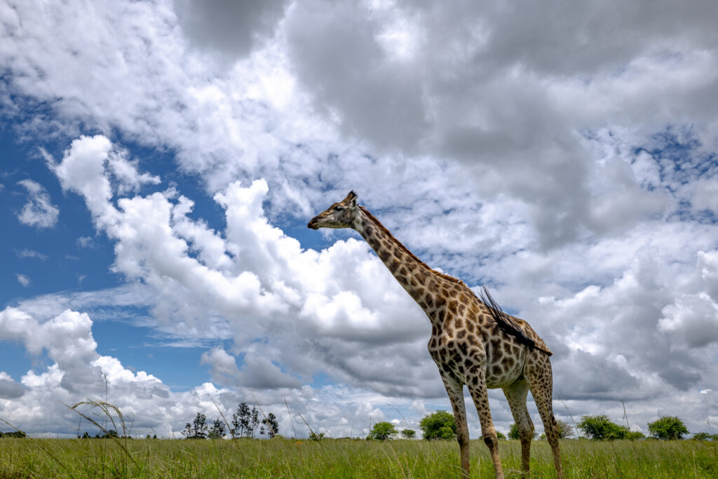 une girafe se tient debout au coeur de la savane, les nuages en arrière-plan suivent la forme de son cou