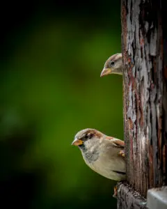 Common Sparrows