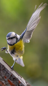 Blue tit