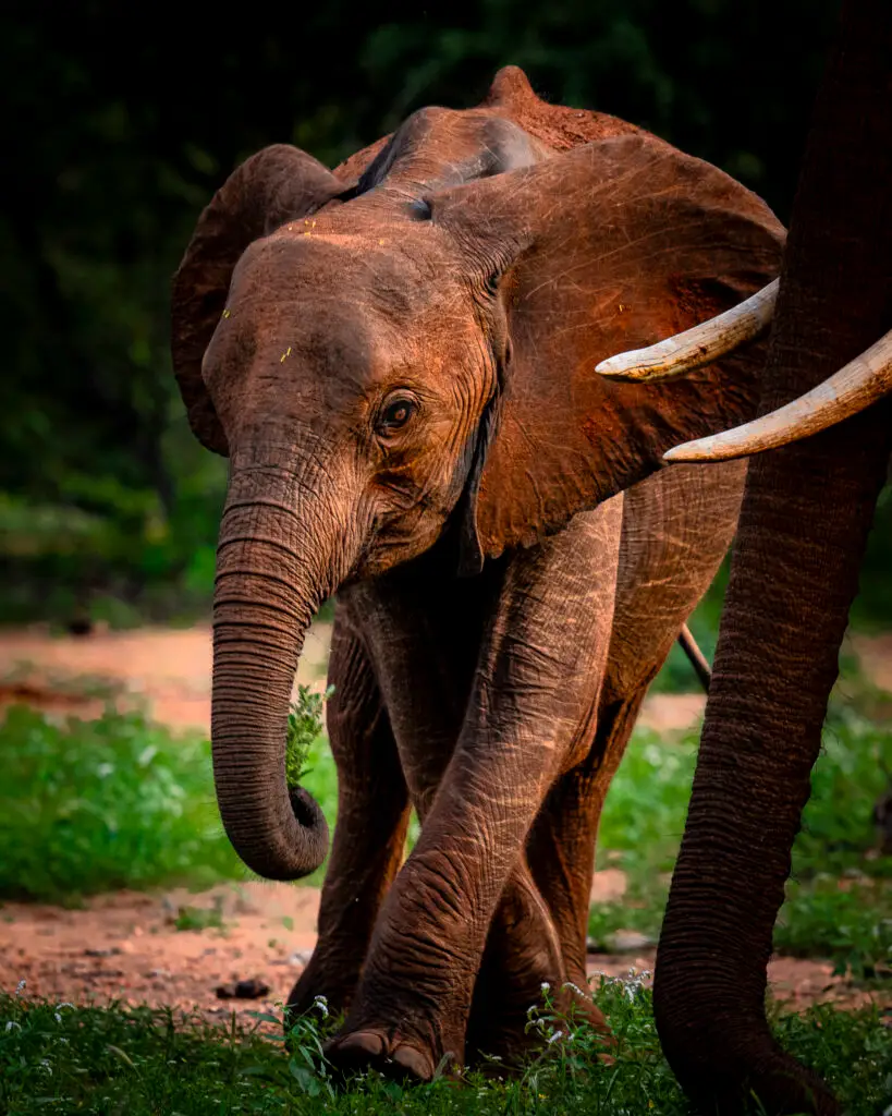Un éléphanteau saisit une brindille au coeur du Tuli Block