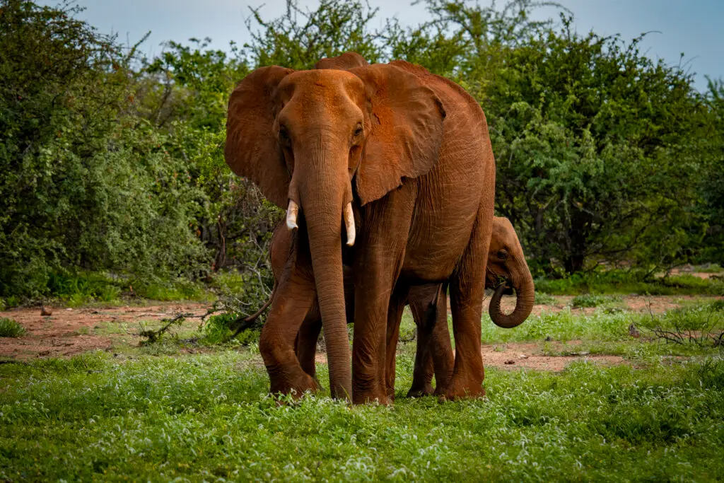 Dans le bush du Tuli Block au Botswana, une mère protège son éléphanteau