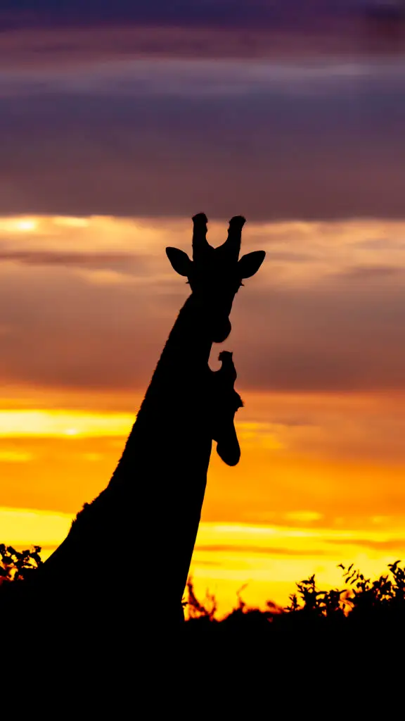 En silhouette devant un ciel de feu, une girafe et son petit se détachent