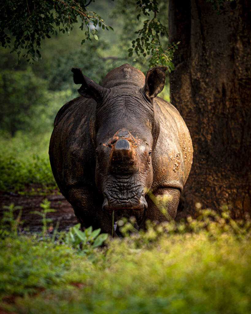 Dans la lumière d'une aube pluvieuse, un rhinocéros blanc mâle émerge d'un bain de boue