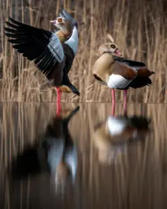 Egyptian Geese