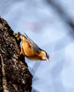 Eurasian Nuthatch